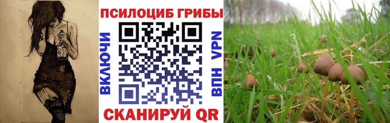 наркошоп  Касимов  Псилоцибиновые грибы Psilocybe 